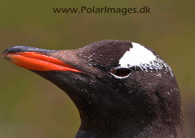 Gentoo penguins, Godthul PICT7017