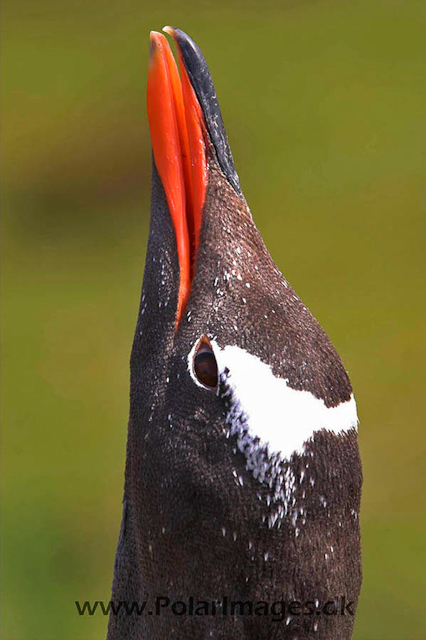 Gentoo penguins, Godthul PICT7019