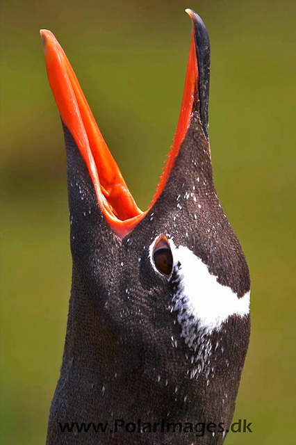 Gentoo penguins, Godthul  PICT7023