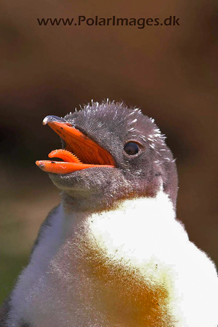 Gentoo penguins, Godthul PICT7040