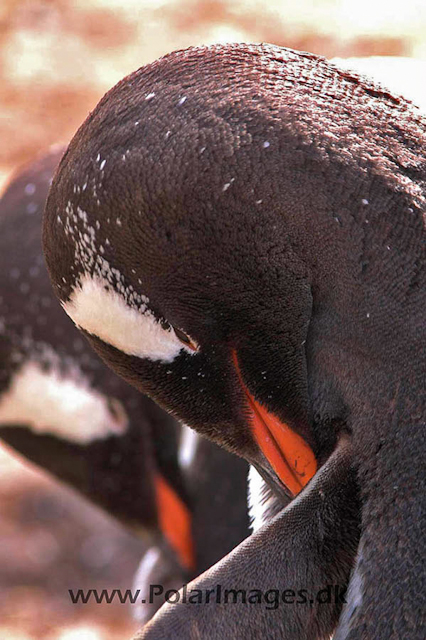 Gentoo penguins, Godthul PICT7053