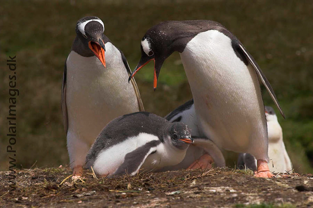 Gentoo penguins, Godthul PICT7112