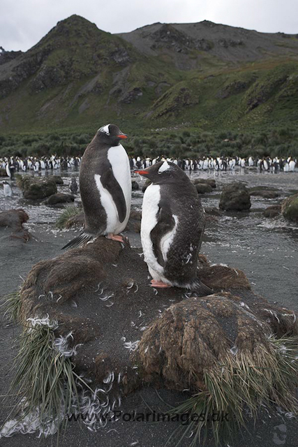 Gentoo penguins, Gold Harbour, SG_MG_2450