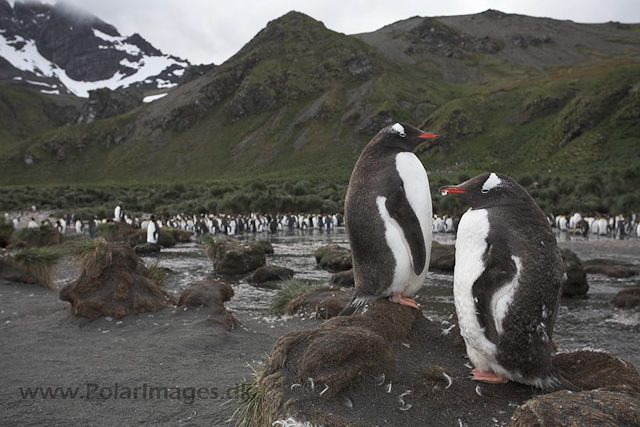 Gentoo penguins, Gold Harbour, SG_MG_2457