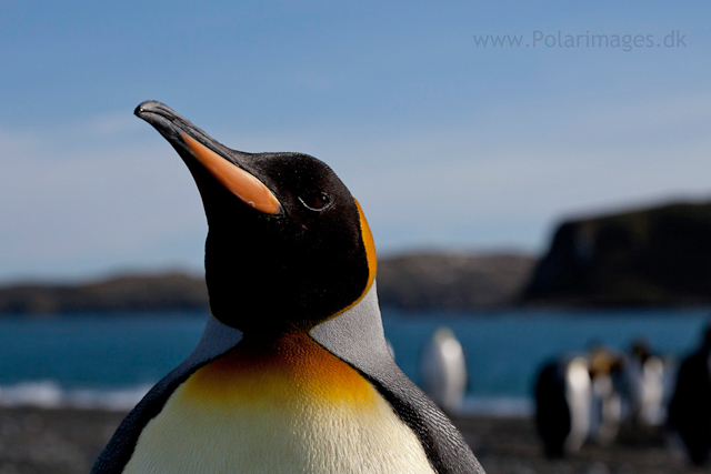 King Penguin, Salisbury Plain_MG_0510