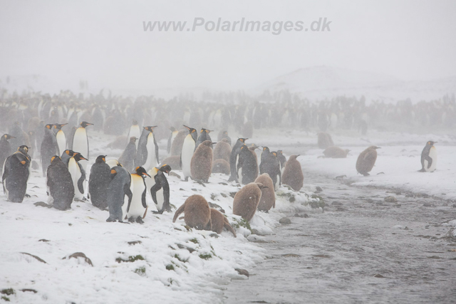 King Penguins, Fortuna Bay, December_MG_5636