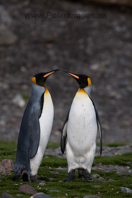 King Penguins, Fortuna Bay_MG_1340