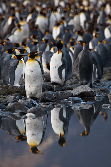 King Penguins, Fortuna Bay_MG_1348