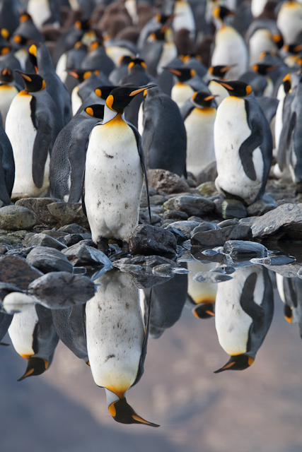 King Penguins, Fortuna Bay_MG_1353