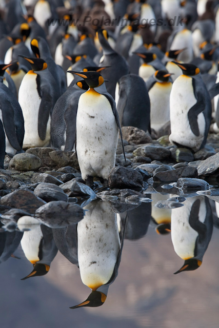 King Penguins, Fortuna Bay_MG_1357