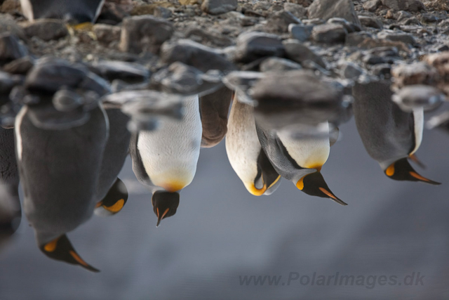 King Penguins, Fortuna Bay_MG_1358