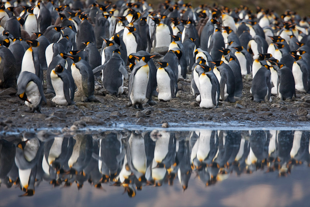 King Penguins, Fortuna Bay_MG_1366