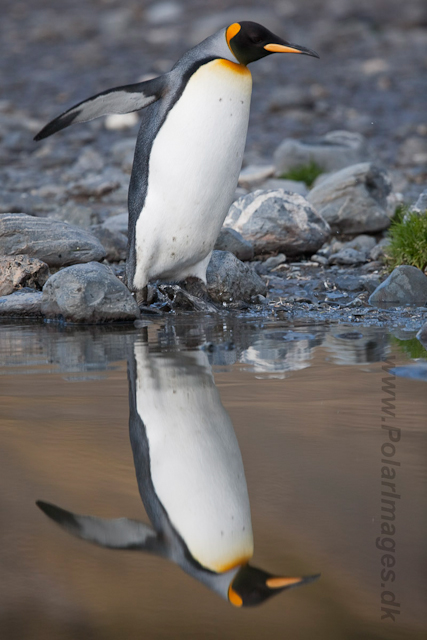 King Penguins, Fortuna Bay_MG_1371