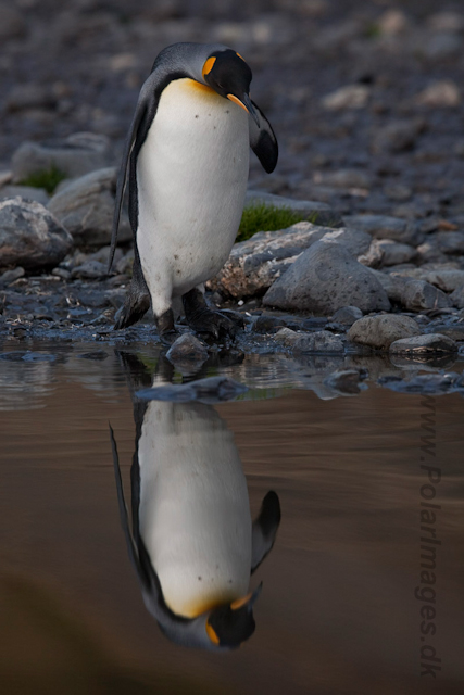 King Penguins, Fortuna Bay_MG_1372