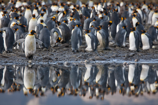 King Penguins, Fortuna Bay_MG_1380