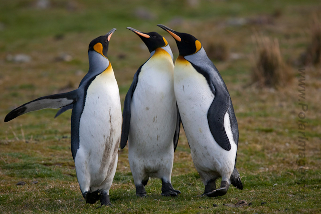 King Penguins, Fortuna Bay_MG_1402