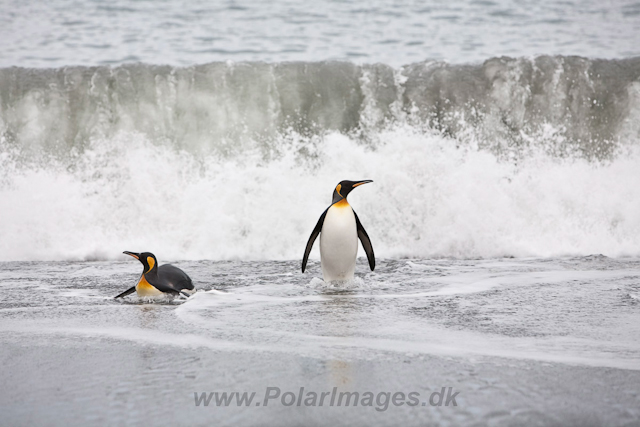 King Penguins_MG_5991