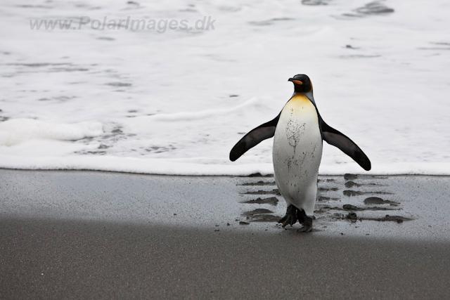 King Penguins_MG_5997