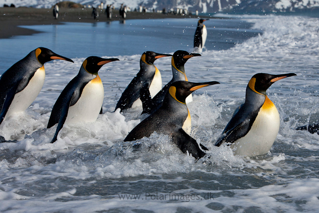 King Penguins, Salisbury Plain_MG_0569