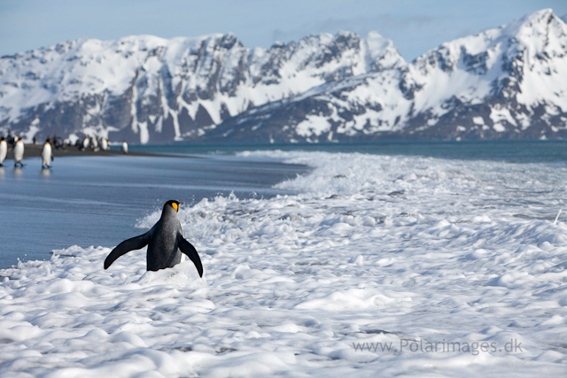 King Penguins, Salisbury Plain_MG_0577