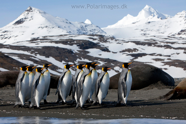 King Penguins, Salisbury Plain_MG_0583