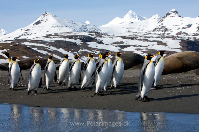 King Penguins, Salisbury Plain_MG_0609