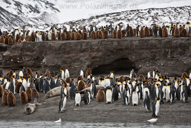 King Penguins, St Andrews Bay_MG_5979