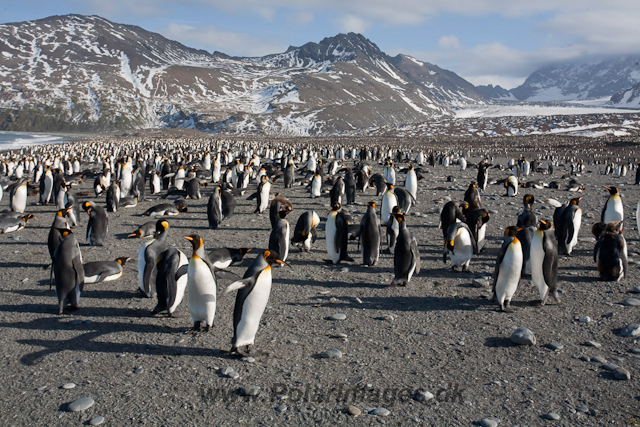 King Penguins, St Andrews Bay_MG_8200