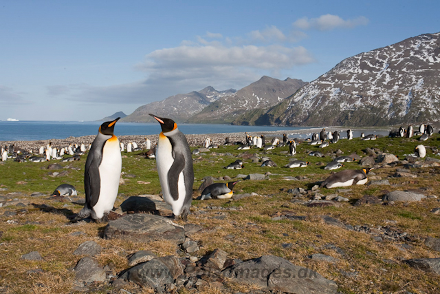 King Penguins, St Andrews Bay_MG_8206