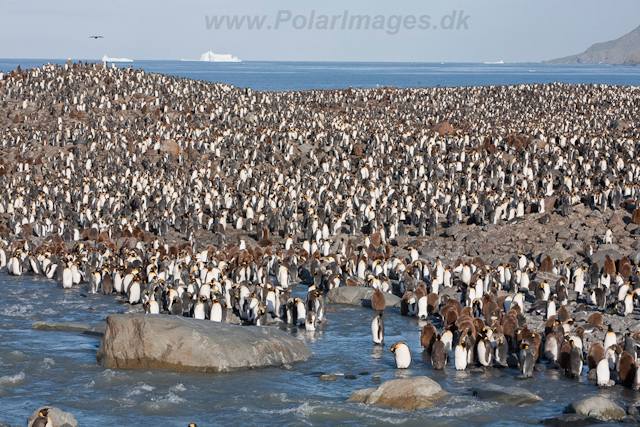 King Penguins, St Andrews Bay_MG_8220