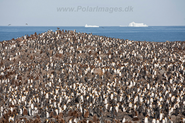 King Penguins, St Andrews Bay_MG_8225