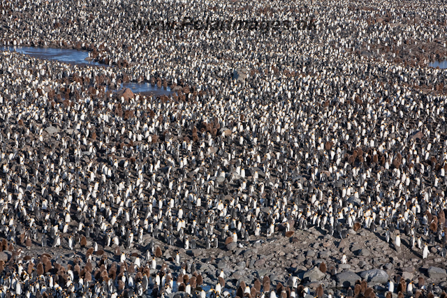 King Penguins, St Andrews Bay_MG_8231