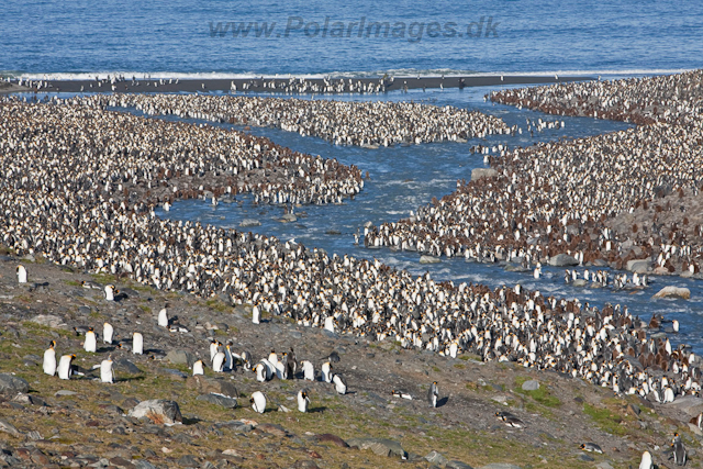 King Penguins, St Andrews Bay_MG_8233