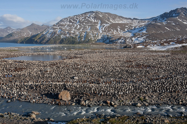 King Penguins, St Andrews Bay_MG_8235