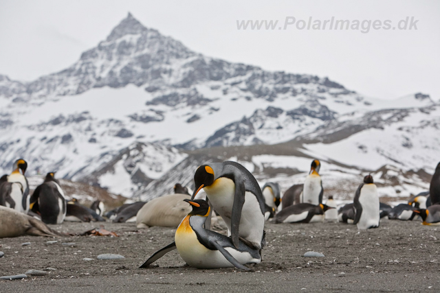 King Penguins mating, St Andrews Bay_MG_5946