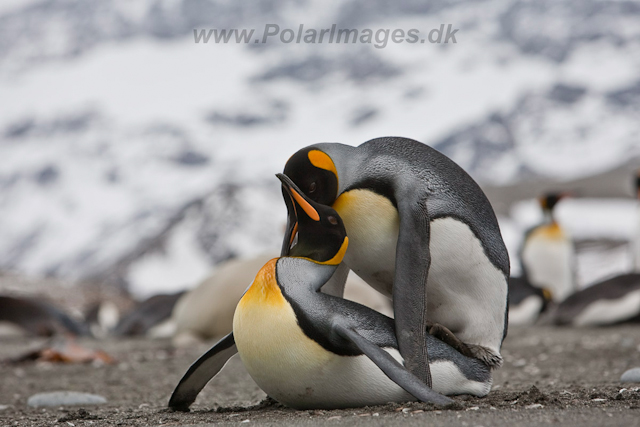 King Penguins mating, St Andrews Bay_MG_5947