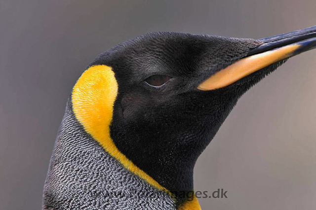 King penguin, Fortuna Bay_PICT6803