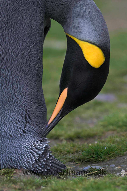 King penguin, Fortuna Bay_PICT6810