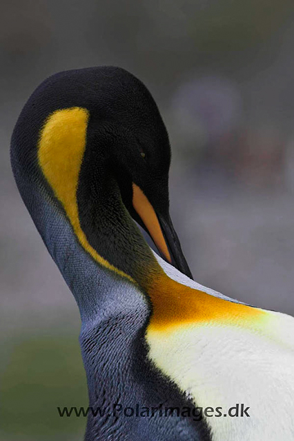 King penguin, Fortuna Bay_PICT6817