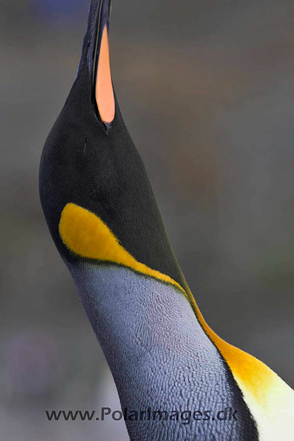 King penguin, Fortuna Bay_PICT6821