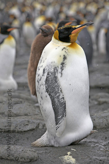 King penguin, Gold Harbour, SG_MG_9905