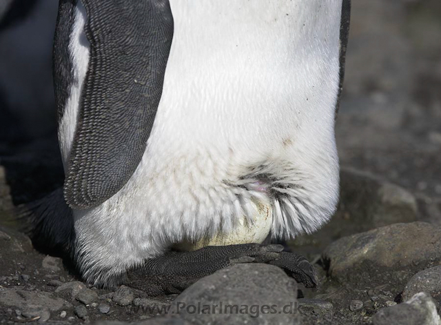 King penguin, SG_MG_3125