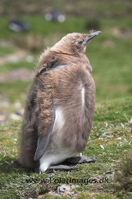 King penguin, SG_MG_9593