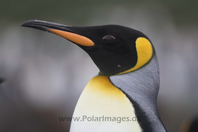 King penguin, SG_MG_9852