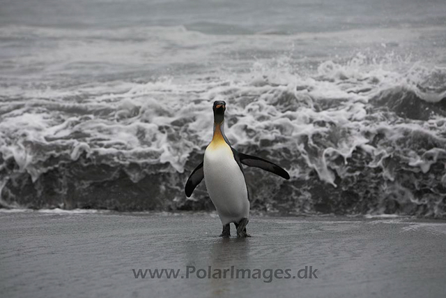 King penguin, SG_MG_9894