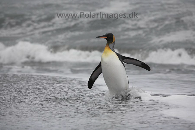 King penguin, SG_MG_9897