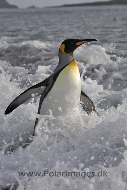 King penguin, Salisbury Plain_MG_0429