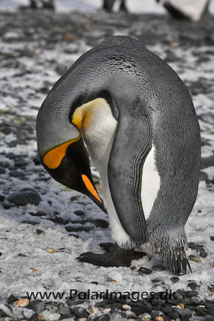 King penguin, Salisbury Plain_MG_0432