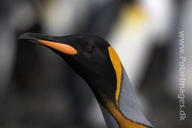 King penguin, Salisbury Plain_MG_0453