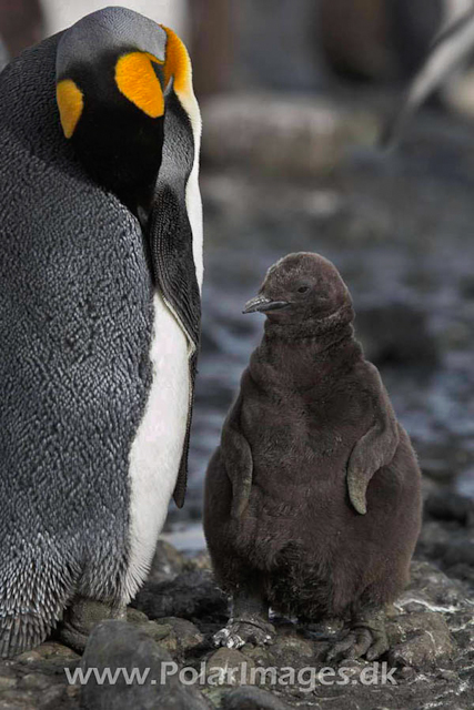 King penguin, Salisbury Plain_MG_0491